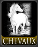 chevaux