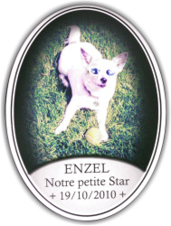 Plaque médaillon céramique pour chiens et animaux de compagnie