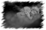 ange-47