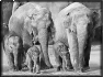 animal-1
