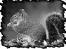 animal-11