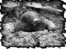 animal-13
