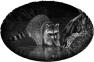 animal-14