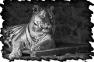 animal-16