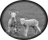 animal-18