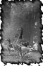 animal-19