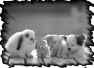 animal-2