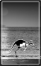 animal-20