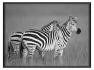 animal-21