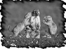 animal-22