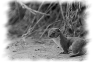 animal-25