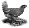 animal-27