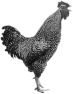 animal-28