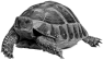 animal-29