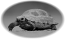 animal-30