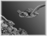 animal-31