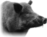 animal-32