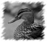 animal-33