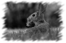 animal-34