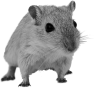 animal-35