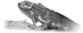animal-36