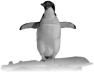 animal-37