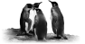 animal-38