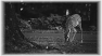 animal-41