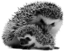 animal-43