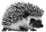 animal-44