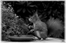 animal-46