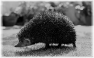 animal-47