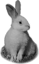 animal-48