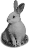 animal-49