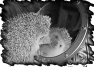animal-5