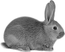 animal-51