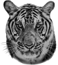 animal-52