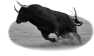 animal-54