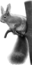 animal-57