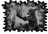 animal-6