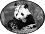animal-8