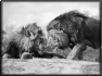 animal-9