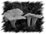 campagne-72