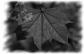 campagne-85