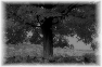 campagne-88