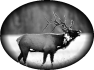 chasse-9