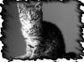 chat-1
