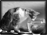 chat-11