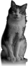 chat-16