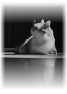 chat-20